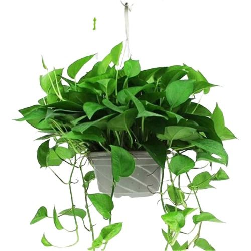 懒人花卉绿植个体店_懒人植物怎么养--第1张