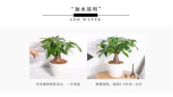 树萝卜懒人绿植_懒人绿植有哪些--第1张