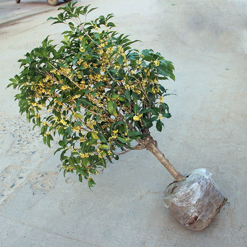 懒人绿植桂花_桂花植物怎么养--第1张