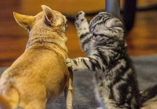 短剧变成猫后我被死对头宠上天免费在线观看_我变成了死对头的猫--第1张