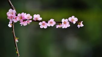 描写春天美景的优美短句_描写春天美景的佳句有哪些?--第1张