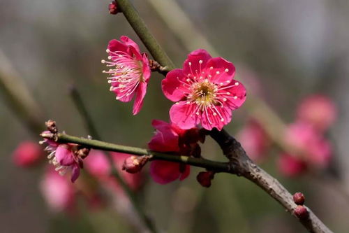 梅花十大稀有品种之首 梅花十大稀有品种之首--第1张