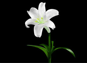 白百合花的花语和寓意 白百合花的花语和寓意--第1张