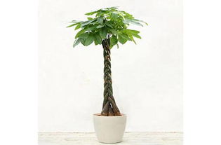 发财树的养殖方法和注意事项大全 发财树的养殖方法和注意事项大全--第1张