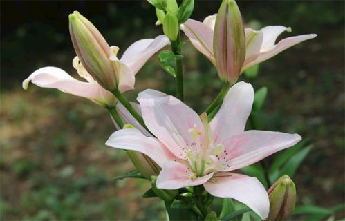 百合的花语和象征意义 百合的花语和象征意义--第1张