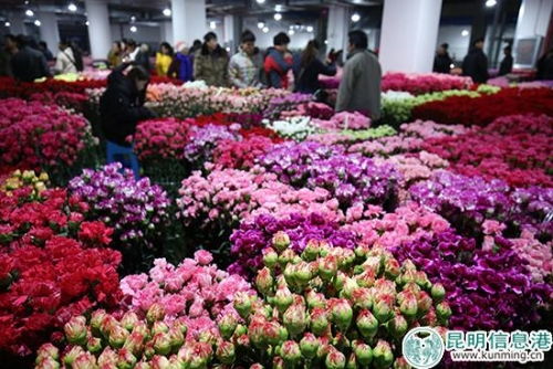 斗南花卉电子交易平台鲜花报价 斗南花卉电子交易平台鲜花报价--第1张