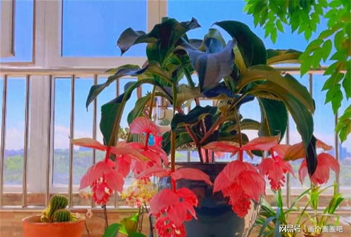 中国花卉花名大全 中国花卉花名大全--第1张