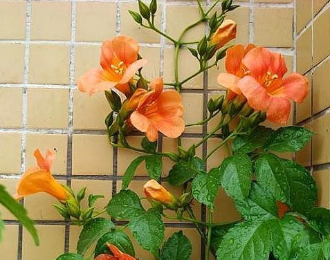 凌霄花好养吗 凌霄花好养吗--第1张