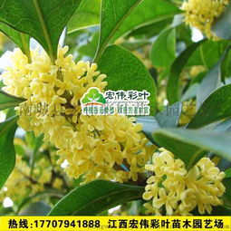 四季桂花树价格10公分 四季桂花树价格，10公分规格的桂花树市场行情分析--第1张