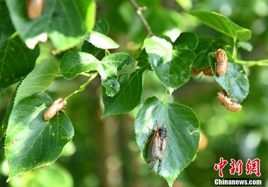 短剧亿万盛宠全集观看_亿万盛宠只为你最新章节--第1张