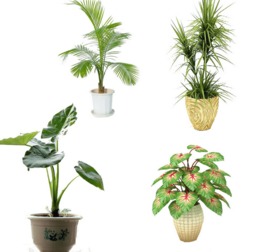 室内植物100种大盆栽名称 室内植物100种大盆栽名称--第1张