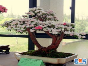 易批花鲜花网 易批花鲜花网——您的首选在线鲜花订购平台--第1张