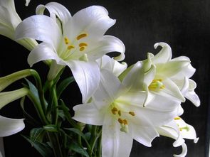 百合花图片唯美浪漫 百合花图片，唯美浪漫的视觉盛宴--第1张