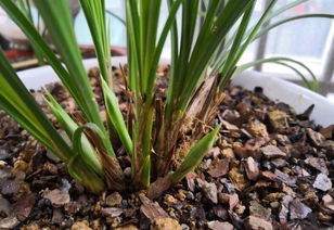 兰花的种植方法和技巧 兰花的种植方法和技巧--第1张
