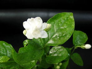 茉莉花的特点 茉莉花的特点--第1张