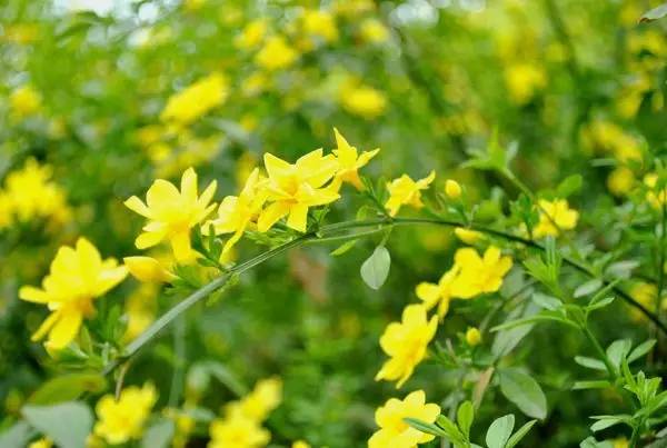 迎春花的特点 迎春花的特点--第1张