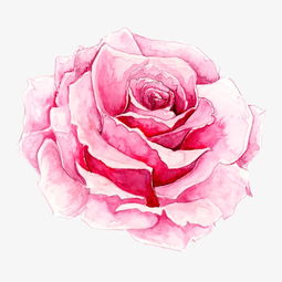 玫瑰花图片绘画 玫瑰花图片绘画，艺术与情感的交织--第1张