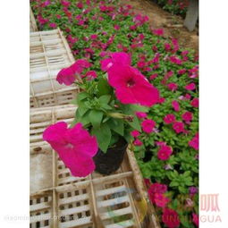 东莞鲜花批发基地 东莞鲜花批发基地，鲜花的源头与美丽之源--第1张