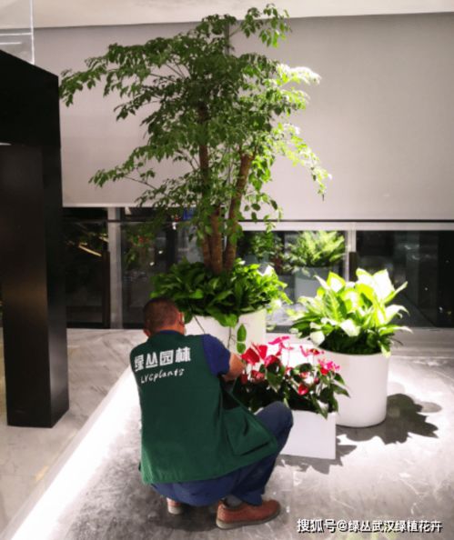 室内好养的绿植有哪些 室内好养的绿植有哪些--第1张
