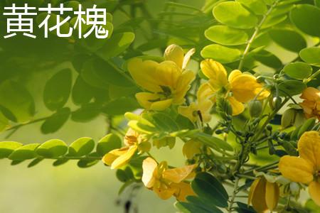 黄花槐图片 黄花槐图片--第1张