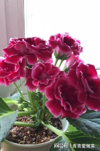 常年不见阳光适合养什么花 常年不见阳光适合养什么花--第1张