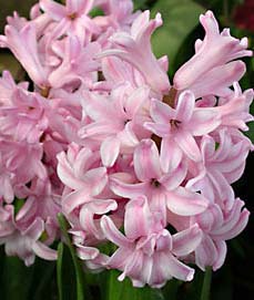 风信子花语及代表意义 风信子花语及代表意义--第1张