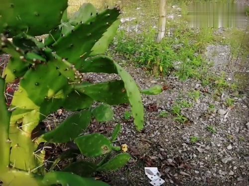 仙人掌开花吗 多少年开花 仙人掌开花吗？多少年开花？--第1张