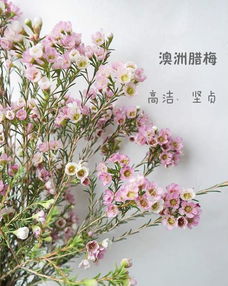 《花语大全》 花语大全--第1张