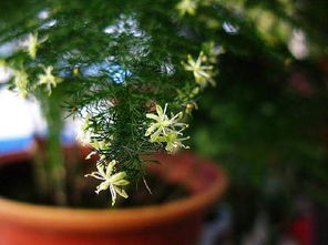 文竹开花是好兆头吗 文竹开花是好兆头吗--第1张