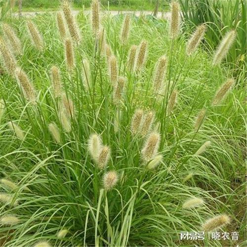 狼尾草和狗尾草区别 狼尾草和狗尾草的区别--第1张