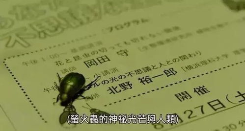 短剧布衣神帅短剧完整版 短剧布衣神帅完整版--第1张