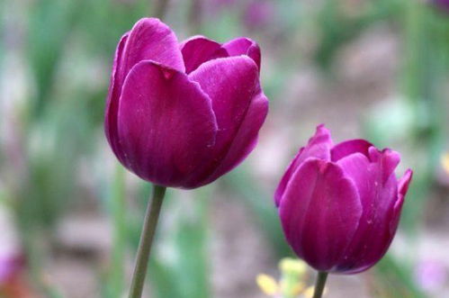 郁金香花语送什么人 郁金香花语送什么人--第1张