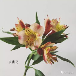 常见100种花 常见100种花--第1张