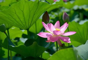 荷花的象征意义四个字来概括 荷花，清雅之花的象征意义--第1张