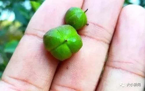 卫矛和冬青的区别 卫矛和冬青的区别--第1张