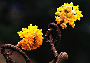 结香花语 结香花语，生命之歌，永恒的祈愿--第1张