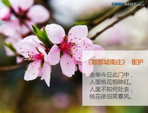 木兰花 木兰花，春天的使者，自然的诗篇--第1张