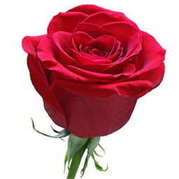 11朵玫瑰代表什么意思加3朵百合 ，玫瑰之语，11朵玫瑰的深情与3朵百合的温馨--第1张