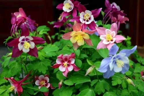 花卉名称大全313种图片 花卉名称大全313种图片--第1张