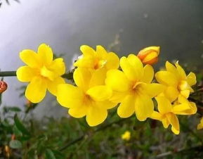 绒球花图片 绒球花图片，美丽绽放的春天使者--第1张