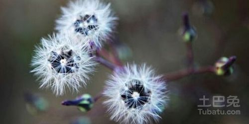 种子传播方法10种 种子传播方法--第1张