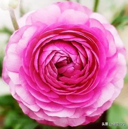 花毛茛 花毛茛，绚丽多彩的花中之王--第1张