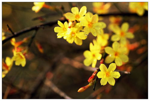 一年四季的花开顺序 一年四季的花开顺序--第1张