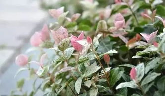 冬天开花的植物有哪些 冬天开花的植物有哪些--第1张