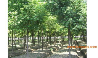 重阳木产地在哪里 重阳木的产地--第1张