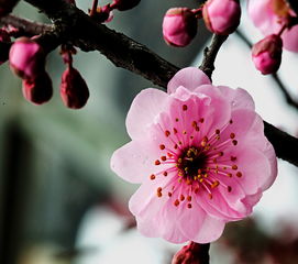 梅花图片100张 梅花图片100张，绽放冬日的美丽之花--第1张