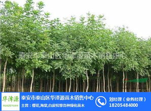 白蜡苗木价格一览表 白蜡苗木价格一览表--第1张