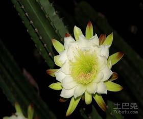 假昙花的家庭养殖方法 假昙花的家庭养殖方法--第1张