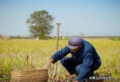 闲置土地种什么树木挣钱 闲置土地种什么树木挣钱——一种可持续的创收策略--第1张