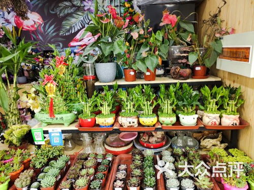 花店代运营哪家好 花店代运营哪家好--第1张